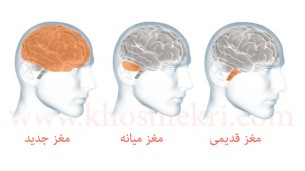 دانشمندان دریافته اند که مغز انسان از 3 بخش مستقل ولی به هم پیوسته تشکیل شده است.