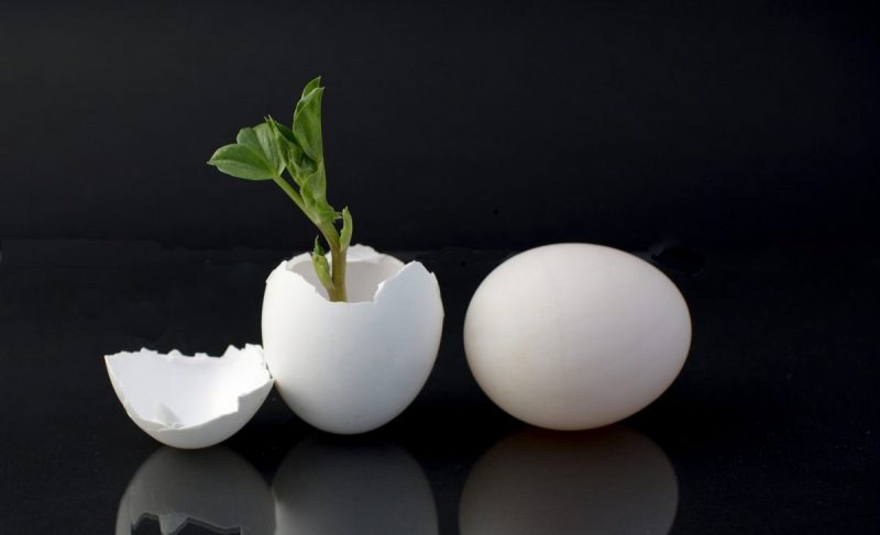 تئوری تخم مرغ چیست و چه درس‌های برای کارآفرینان دارد؟